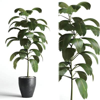 现代盆栽 植物